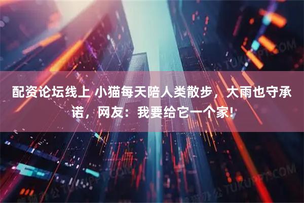 配资论坛线上 小猫每天陪人类散步，大雨也守承诺，网友：我要给它一个家!