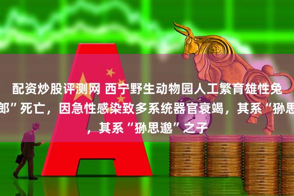 配资炒股评测网 西宁野生动物园人工繁育雄性兔狲“狲三郎”死亡，因急性感染致多系统器官衰竭，其系“狲思邈”之子