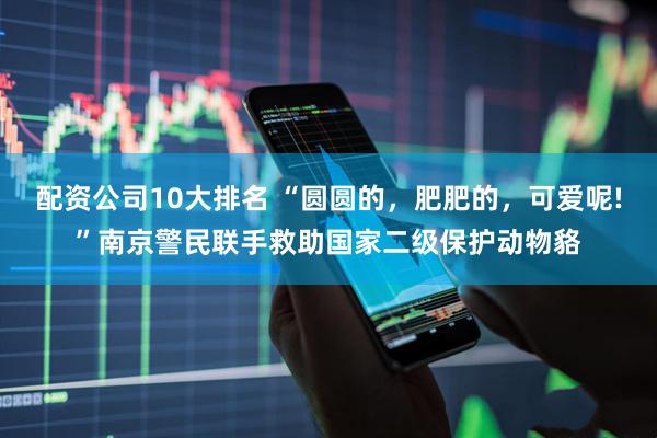 配资公司10大排名 “圆圆的，肥肥的，可爱呢!”南京警民联手救助国家二级保护动物貉