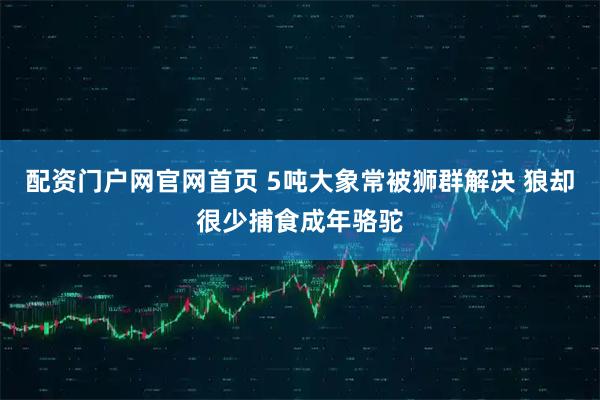 配资门户网官网首页 5吨大象常被狮群解决 狼却很少捕食成年骆驼